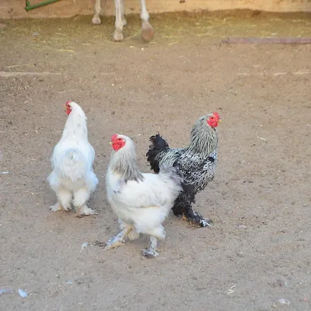 Il Cigno Reale - White - Leasing Tuoristic Ragusa *