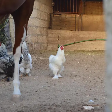 Il Cigno Reale - White - Leasing Tuoristic Ragusa Σπίτι διακοπών