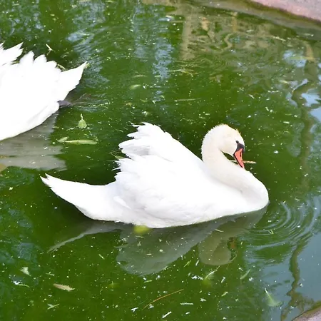 別荘 Il Cigno Reale - White - Leasing Tuoristic Ragusa