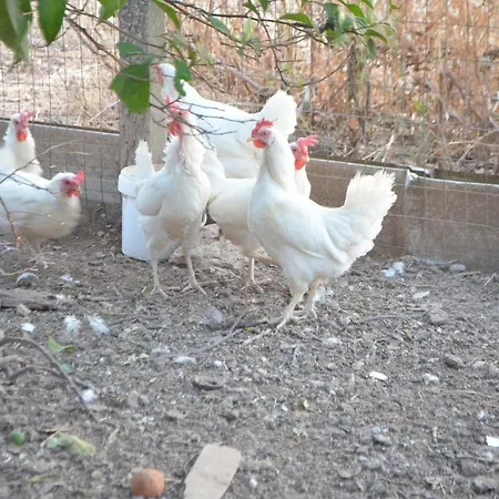 Il Cigno Reale - White - Leasing Tuoristic Ragusa